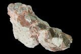 Oreodont (Merycoidodon) Jaw Section - South Dakota #140917-1